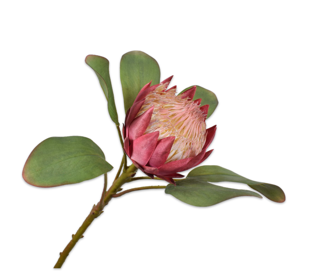 Protea Stem Pink 65 Cm 