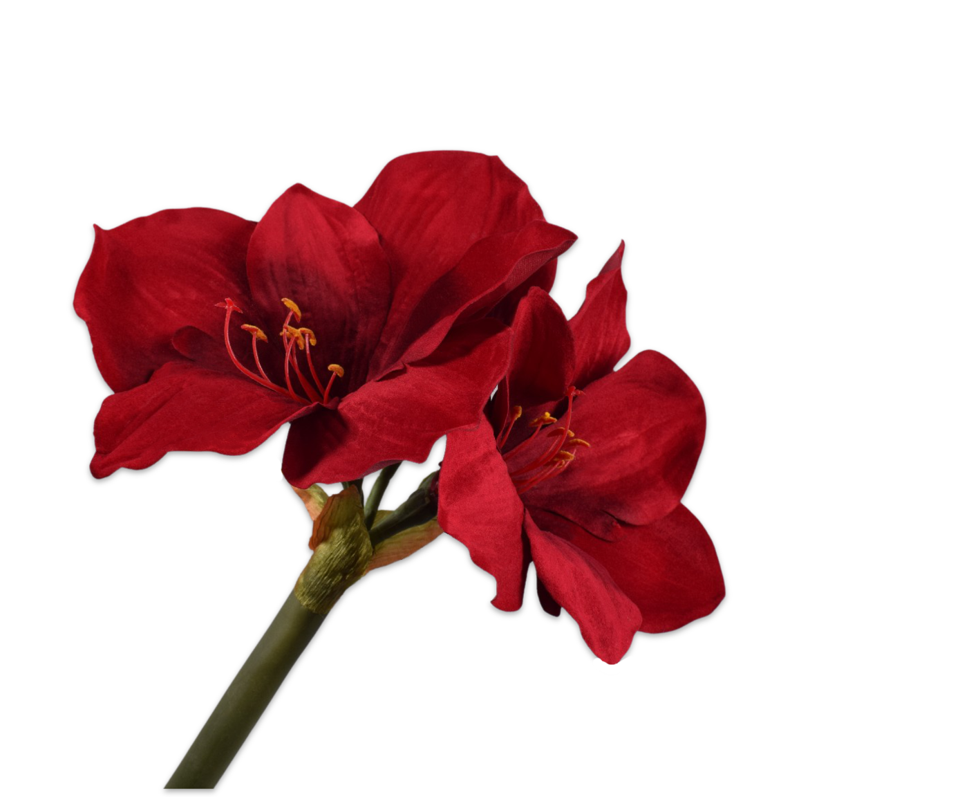 amaryllis-stem-red-73-cm