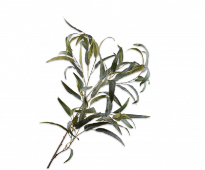rama eucalipto verde h92