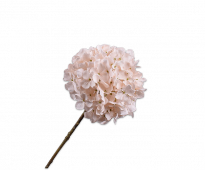 Webshop Hortensie - - Blumen