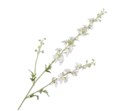 DELPHINIUM SPRAY WHITE 122 CM