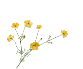 COSMOS SPRAY YELLOW 77 CM