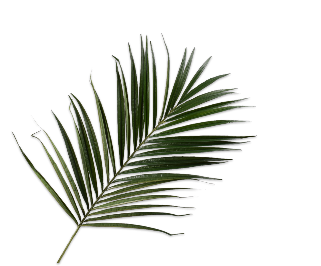 PALM STEM GREEN 225 CM