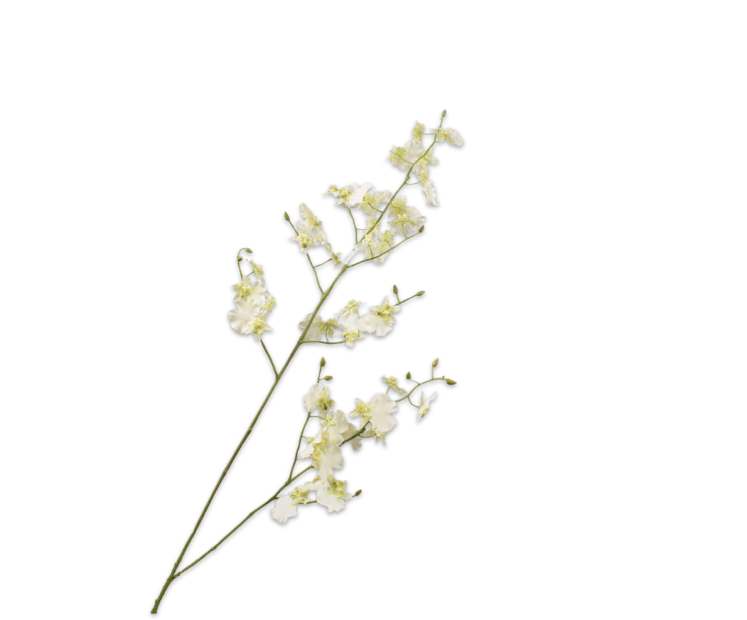 Oncidium Ampliatum Var Majus Orchidweb